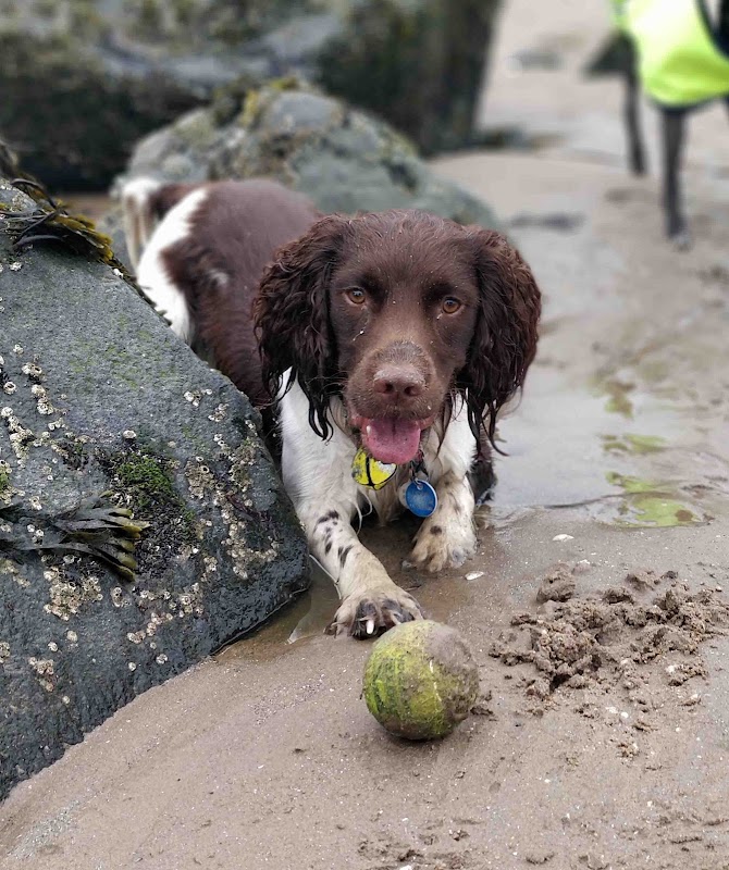 UnderstandingDogs photo 2