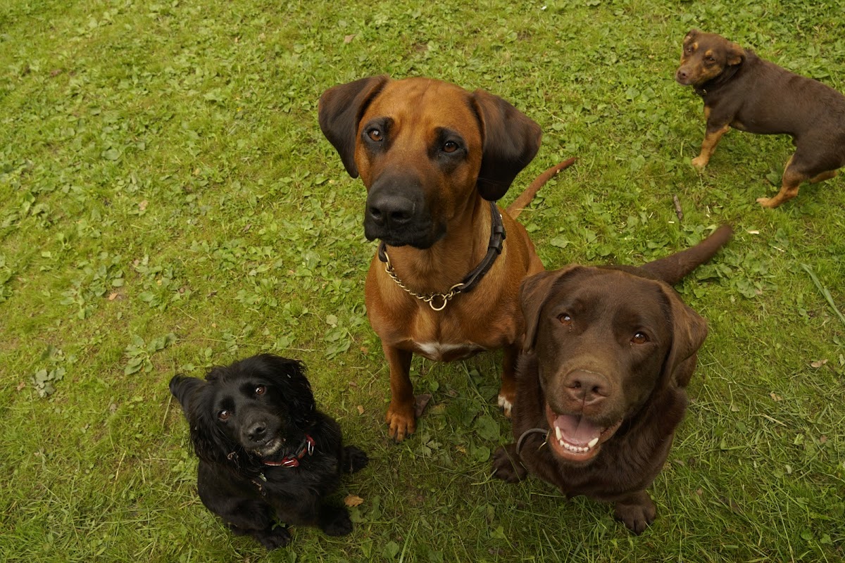 The Doghouse photo 3