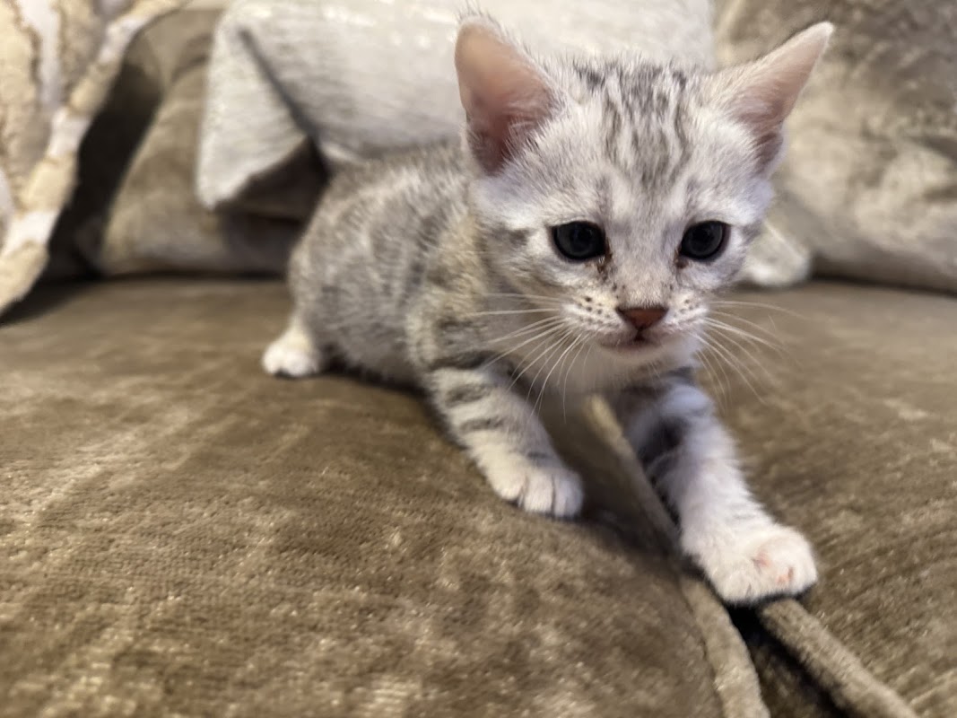 Harlequeen Bengals Cat Breeder