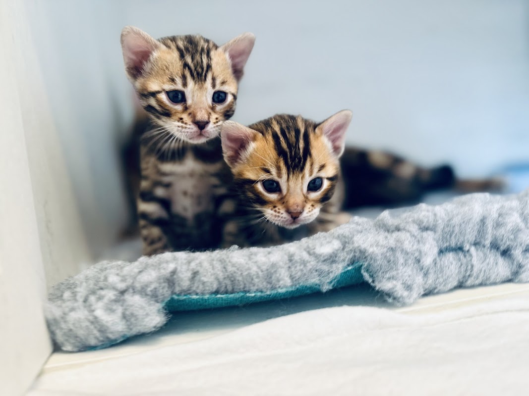 Harlequeen Bengals Cat Breeder photo 3