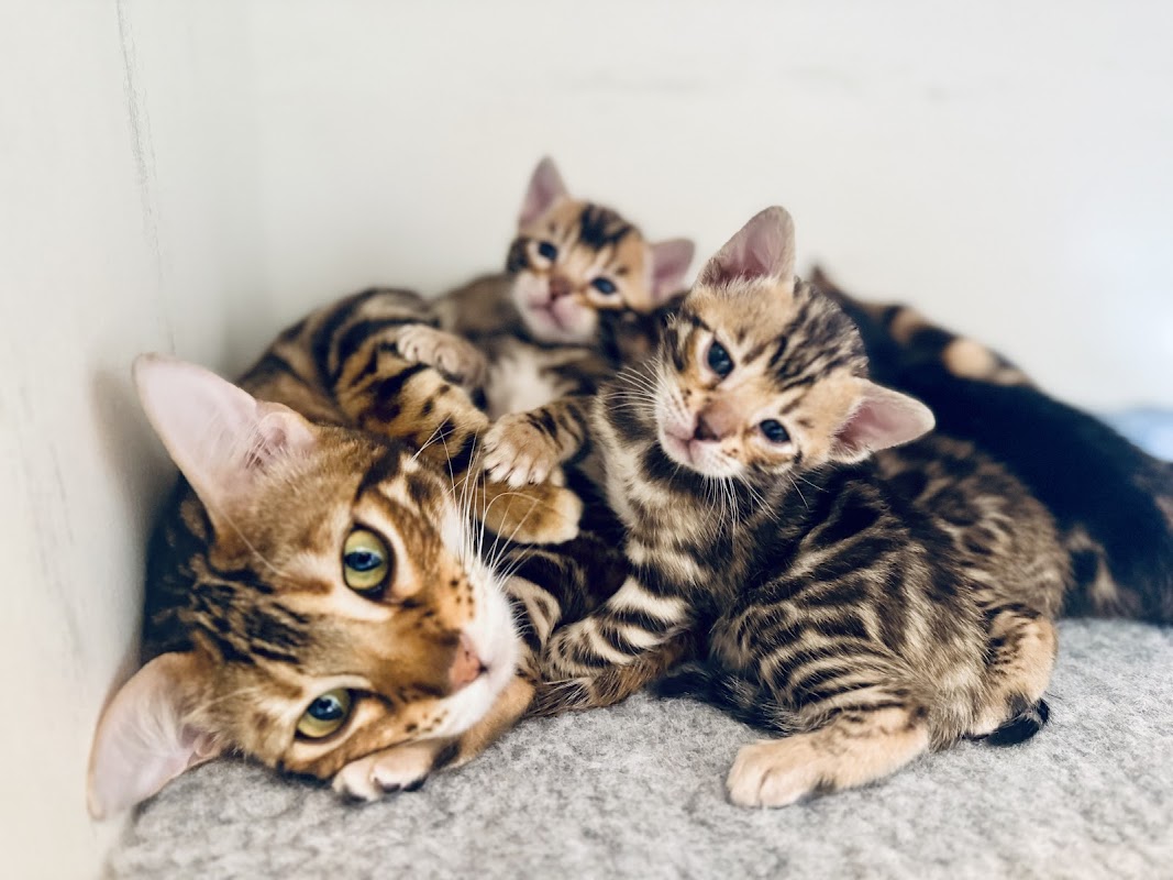 Harlequeen Bengals Cat Breeder photo 1