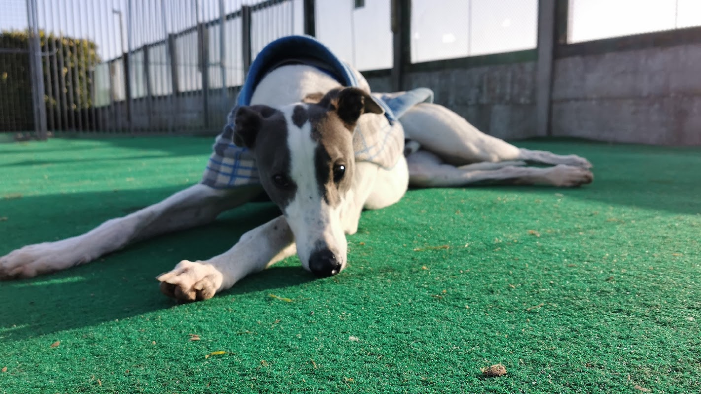Seaside Greyhounds - Greyhound Adoption Skegness