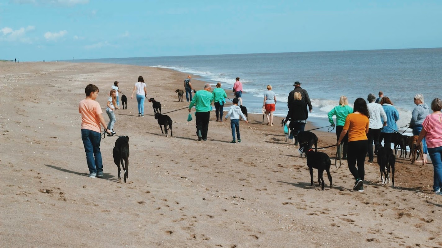 Seaside Greyhounds - Greyhound Adoption Skegness photo 2