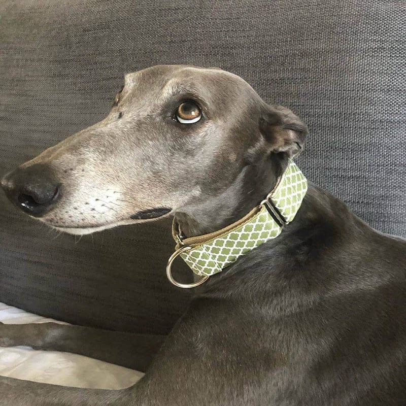Seaside Greyhounds - Greyhound Adoption Skegness photo 1