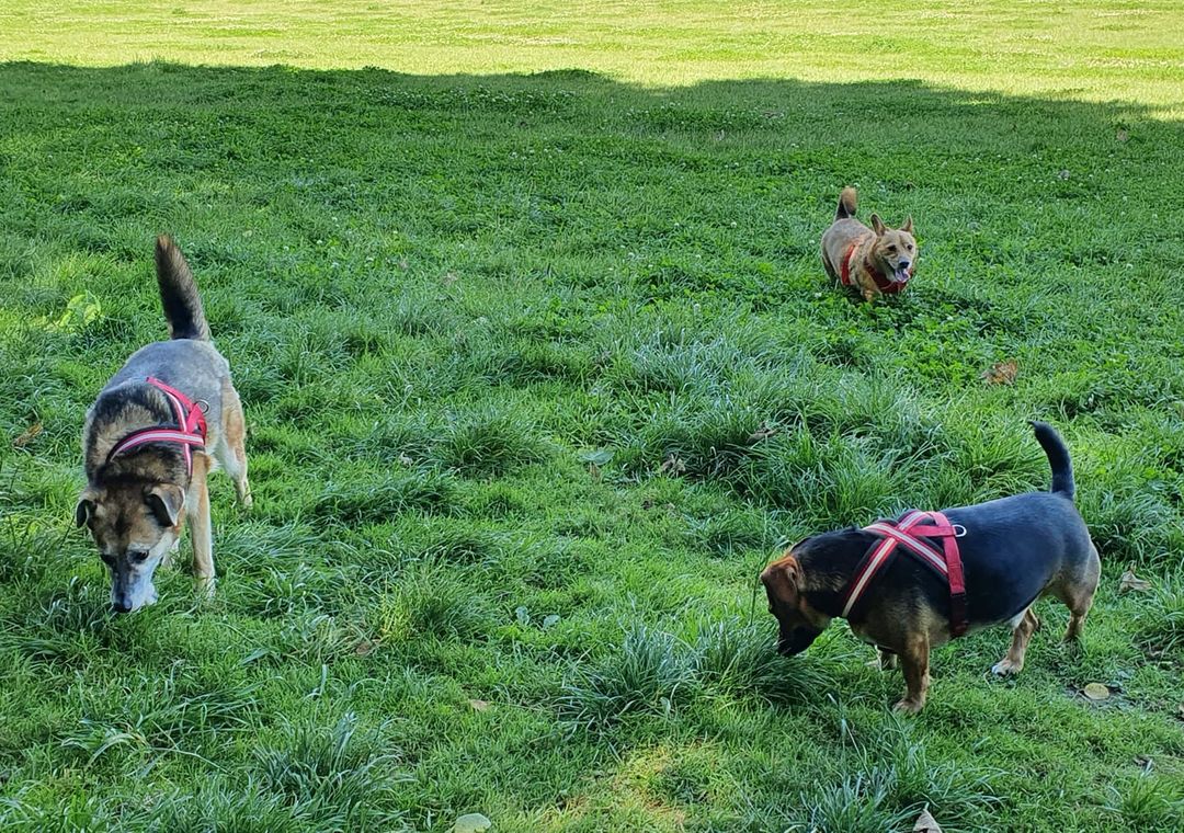 Coombes Field 4 Dogs photo 3