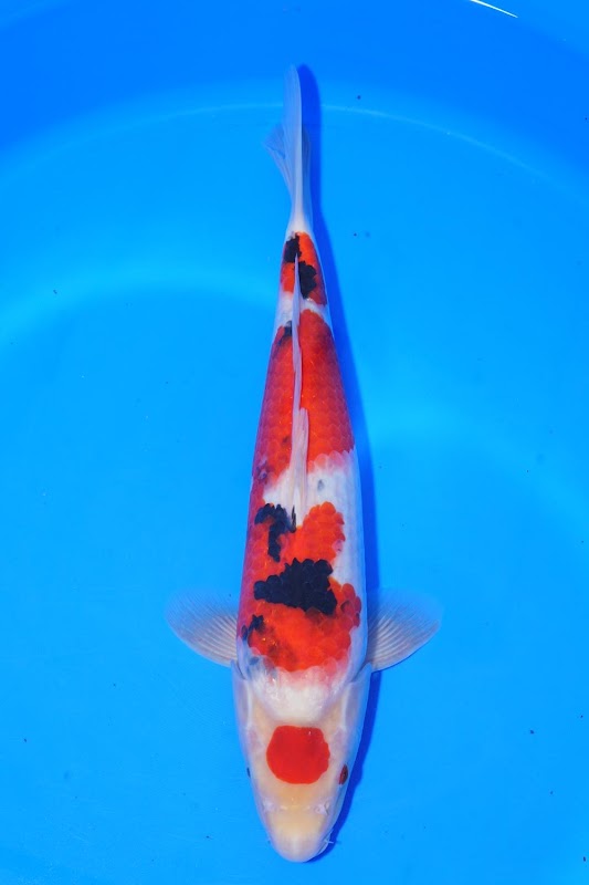 Steel City Koi - APPOINTMENT ONLY