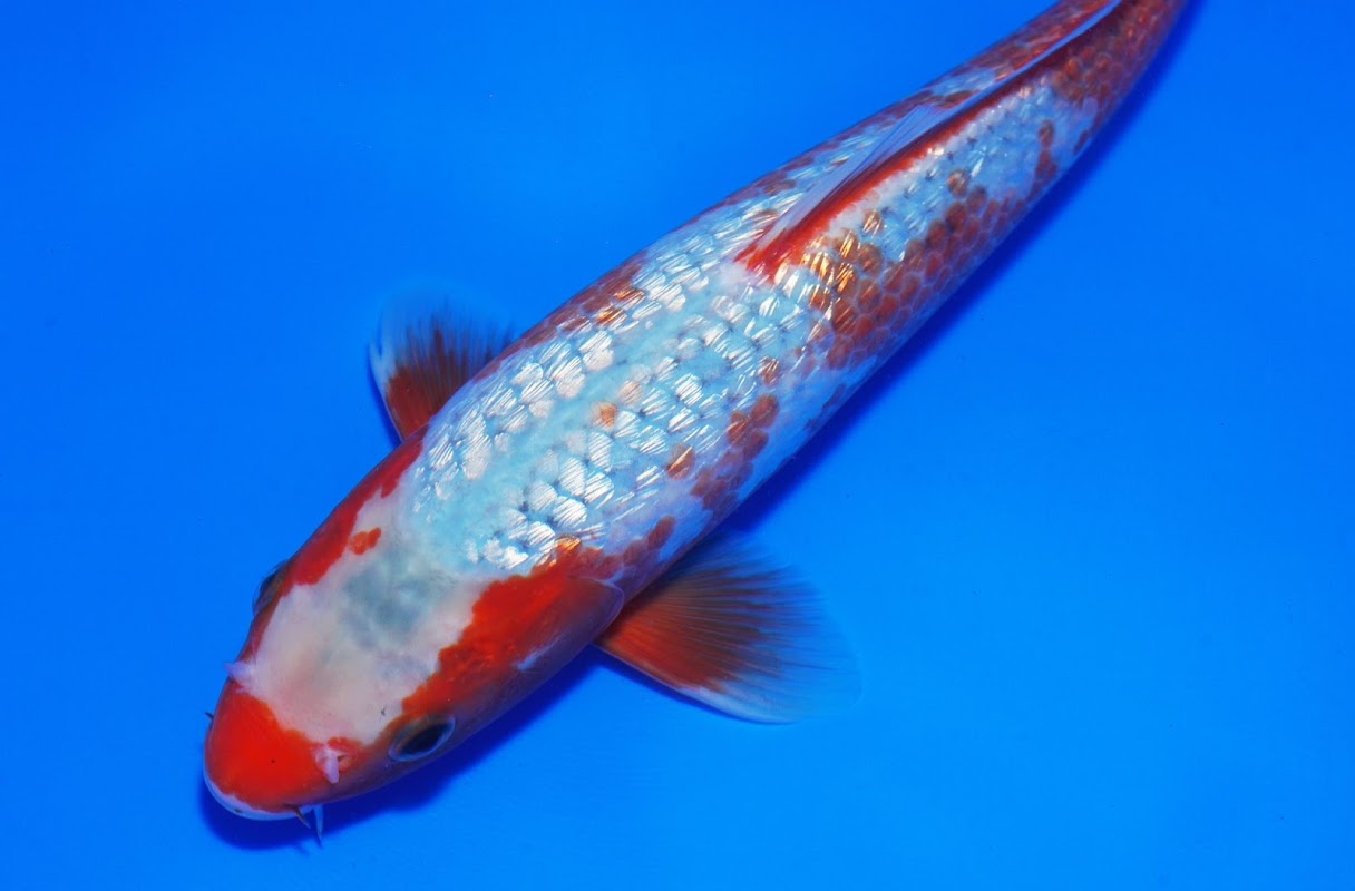 Steel City Koi - APPOINTMENT ONLY photo 1