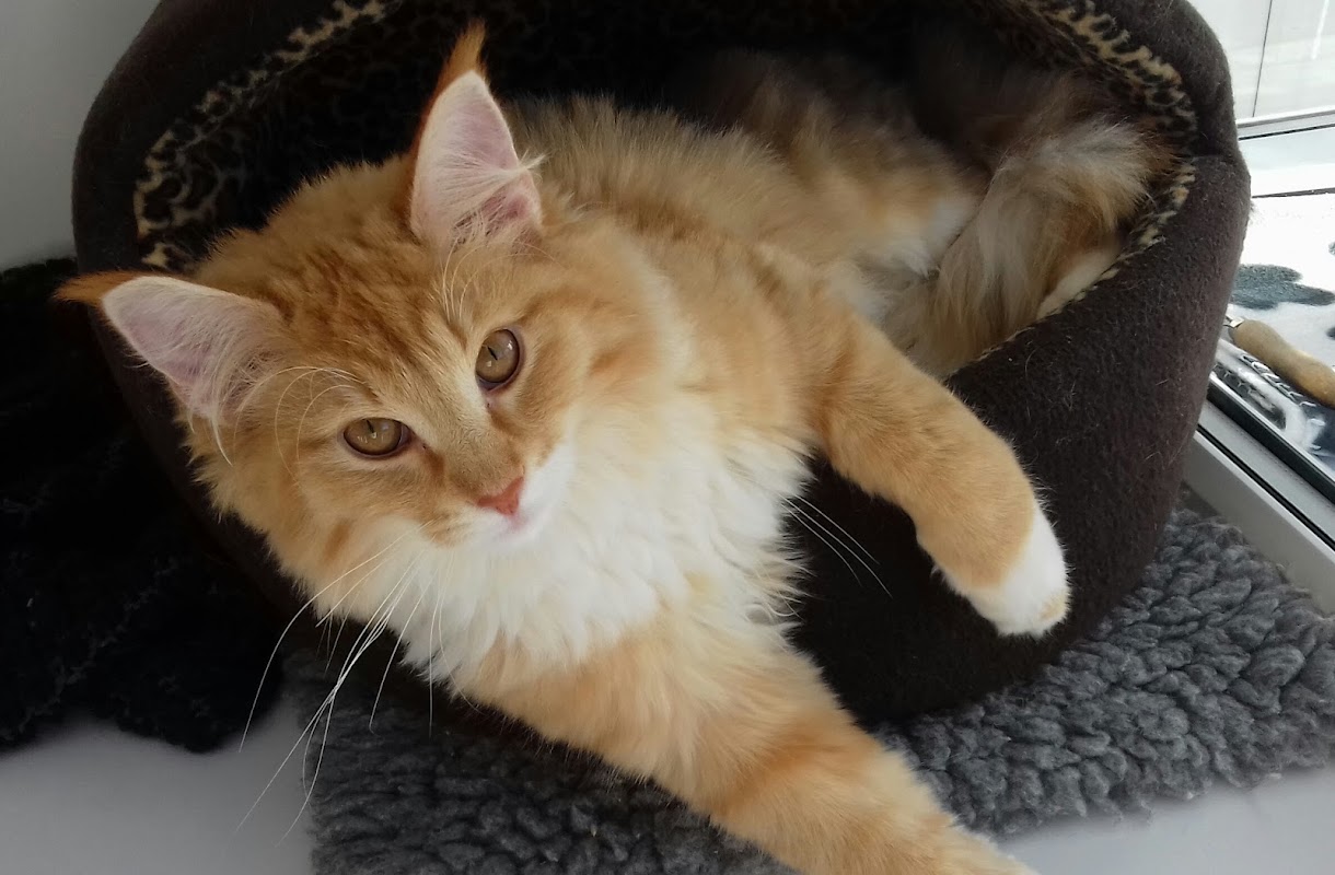 Ali Cats Cattery photo 2