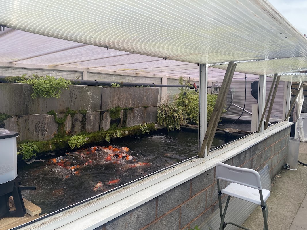 Koi carp for sale