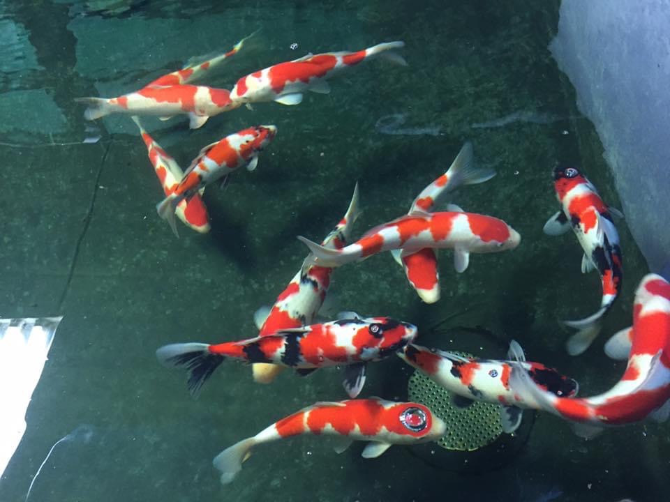 Koi carp for sale photo 1