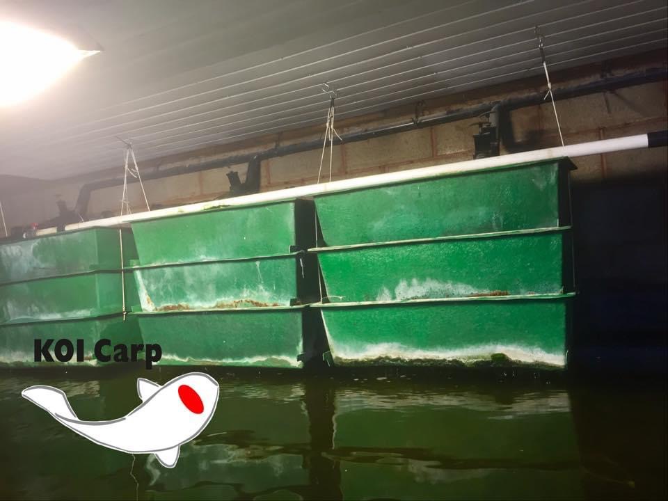 Koi carp for sale photo 2