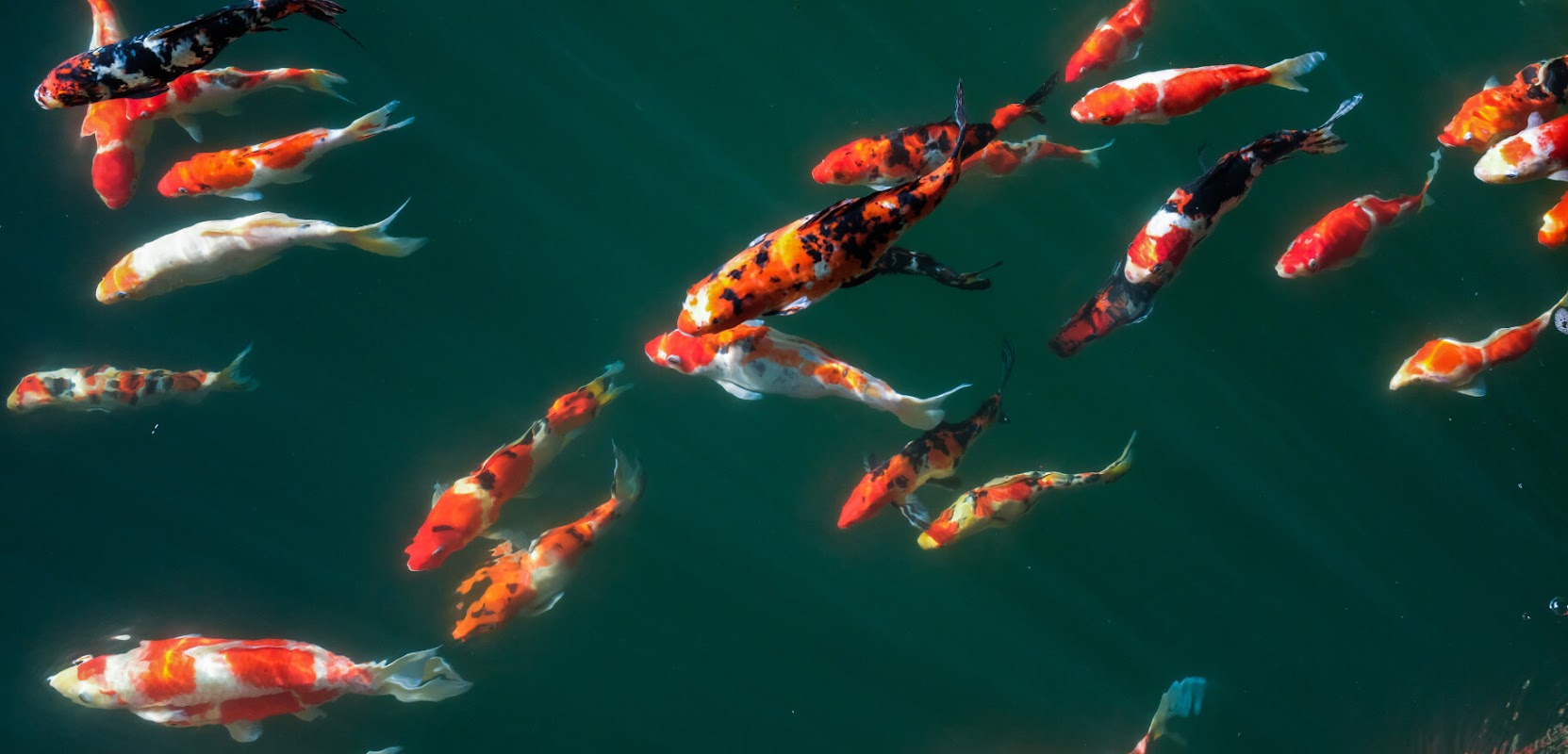 Irish Koi | Japanese Koi Northern Ireland photo 2