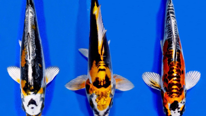 A19 Koi & Pond Supplies photo 3