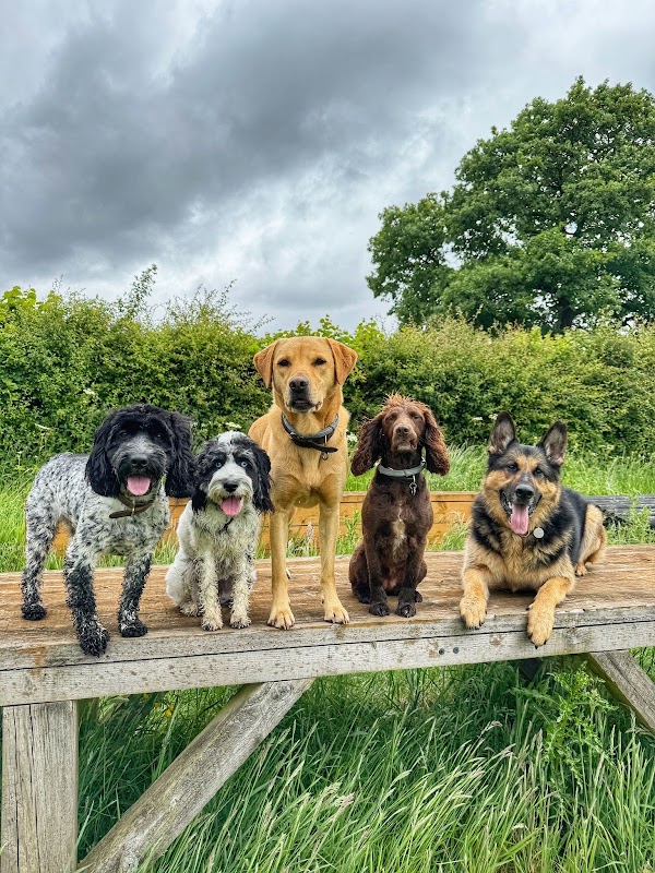 Nose For Adventure Dogs