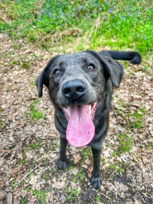 Nose For Adventure Dogs photo 1