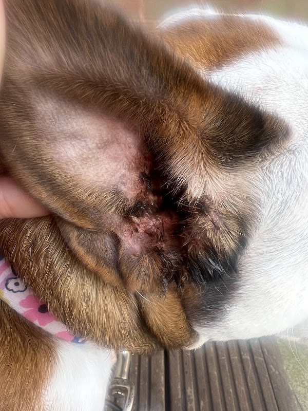 Reddicap Kennels & Catteries Ltd photo 1