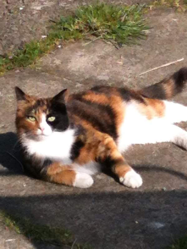 Brookvale Farm Cattery photo 3