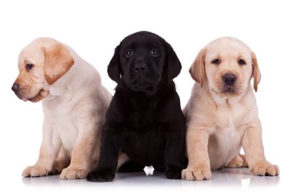 Pawfect Puppies Home
