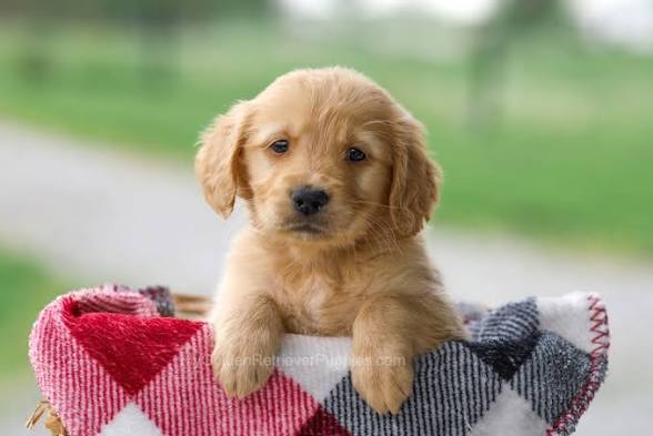 Pawfect Puppies Home photo 2