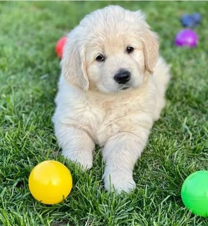 Pawfect Puppies Home photo 3