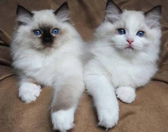 David Kitten Home photo 2