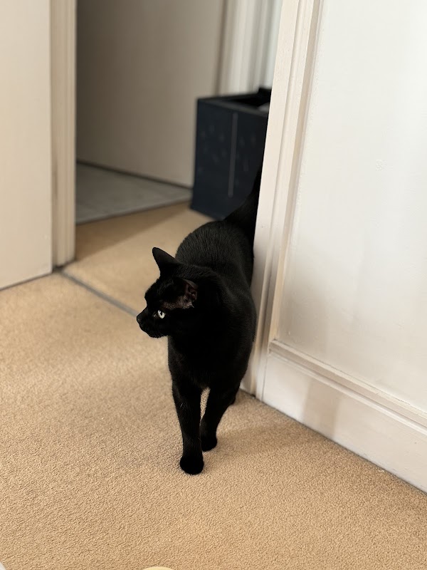Cozy Cozy Cattery photo 2