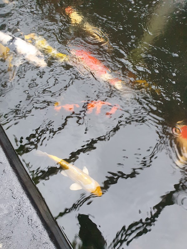 walker koi photo 2