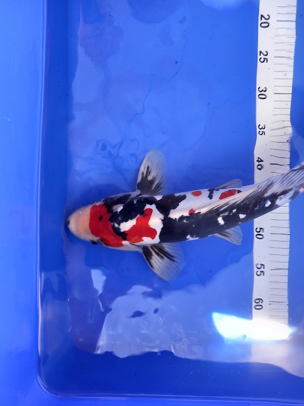 walker koi photo 1