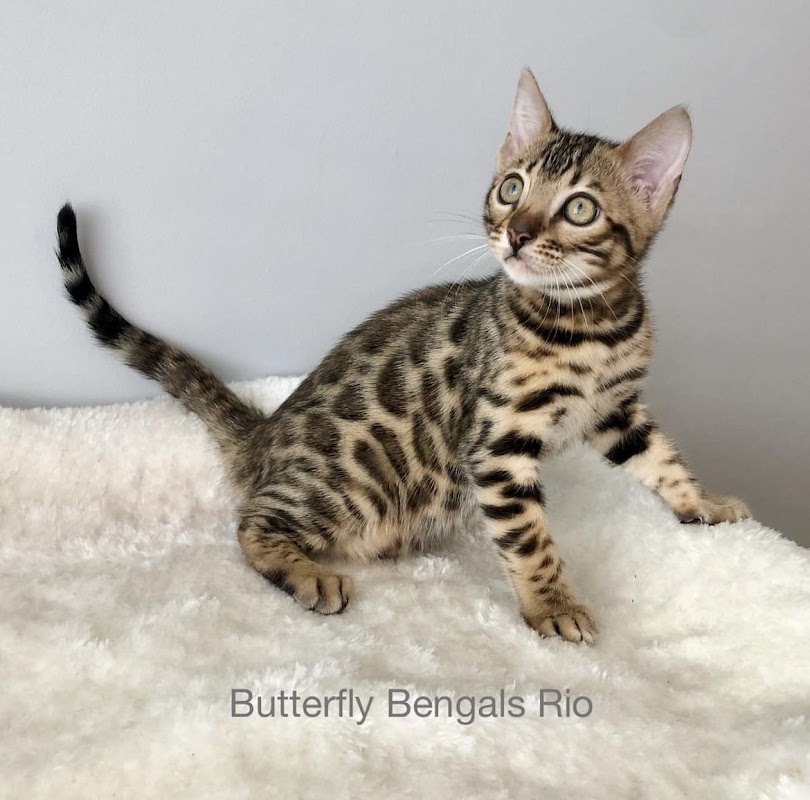 Butterfly Bengals