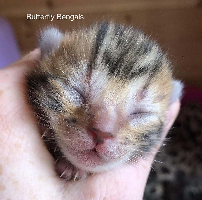 Butterfly Bengals photo 1
