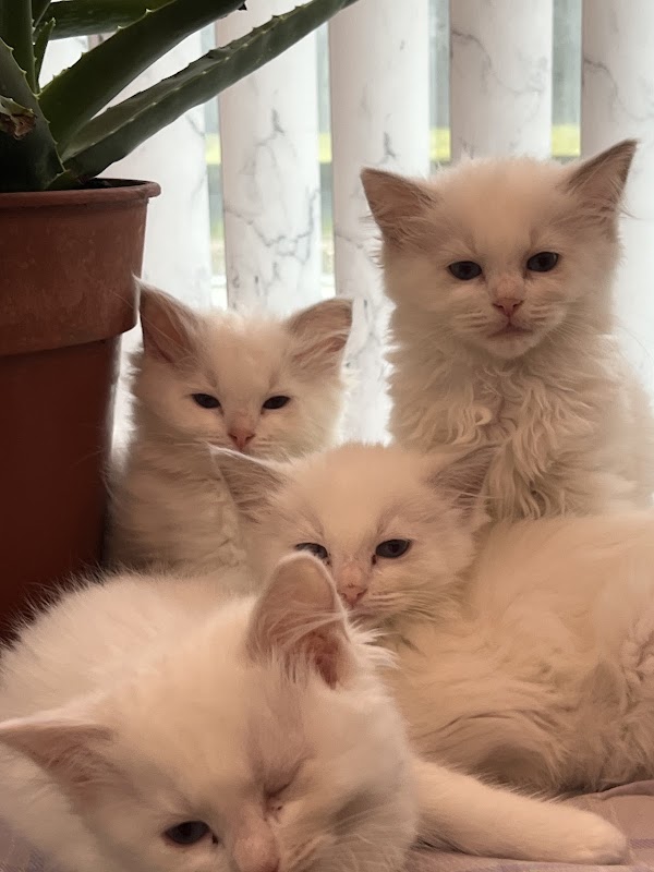 Snowpoms Ragdolls Cattery,