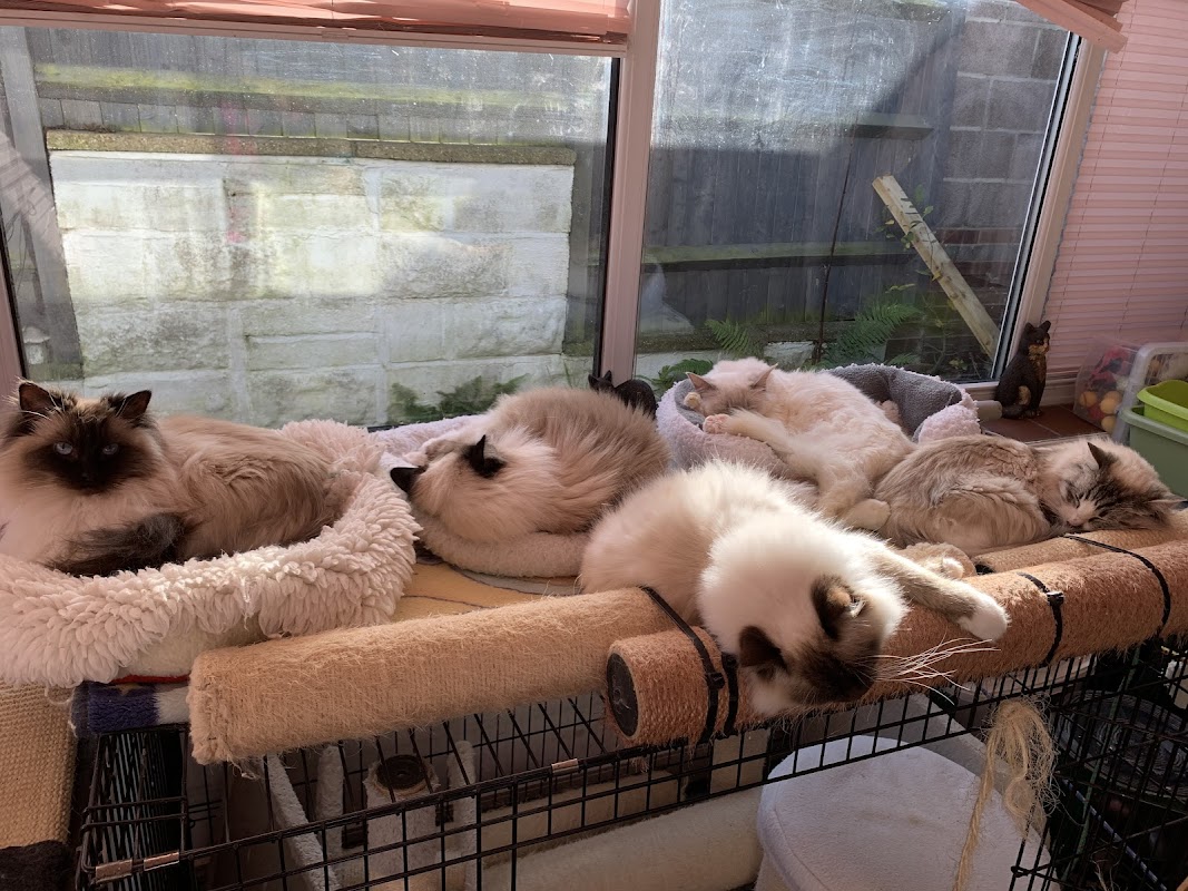 Snowpoms Ragdolls Cattery, photo 3