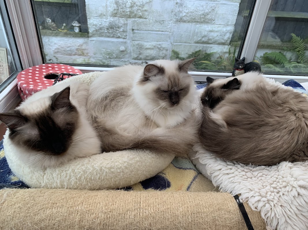 Snowpoms Ragdolls Cattery, photo 2