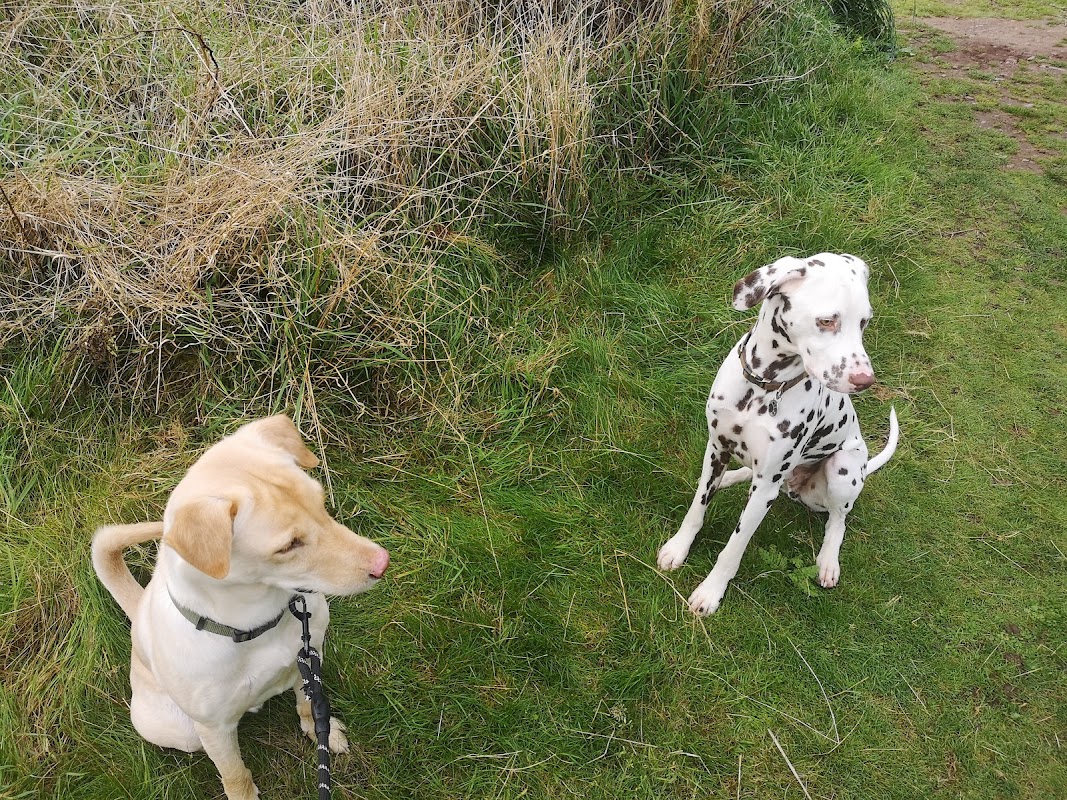 Conalter Kennels