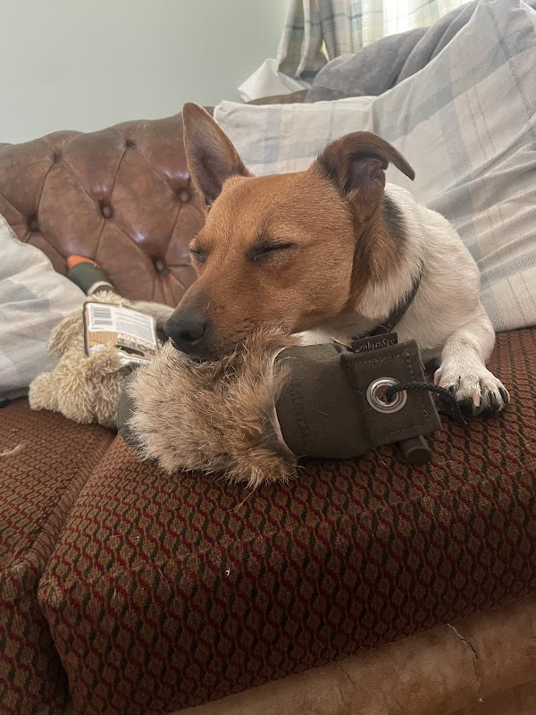 Muntjac Trading Ltd - Gun Dog Equipment photo 3
