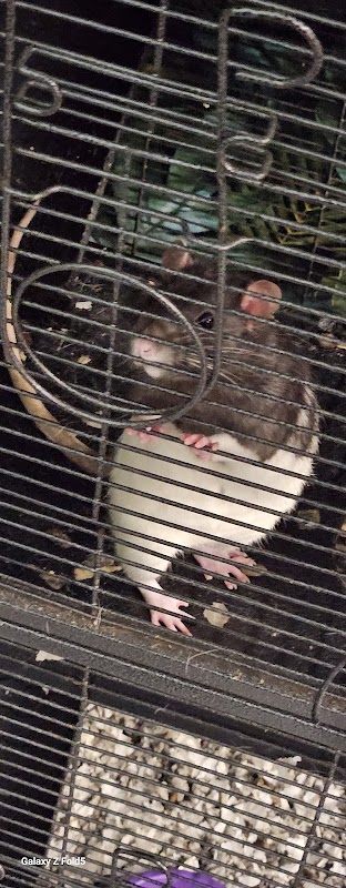 Molly's Exotic Pets & Aquarium