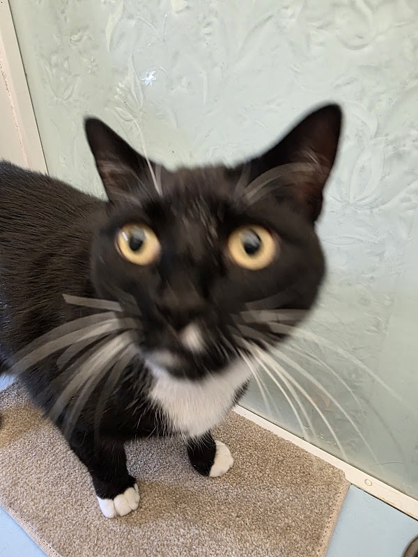 Westcott Cattery