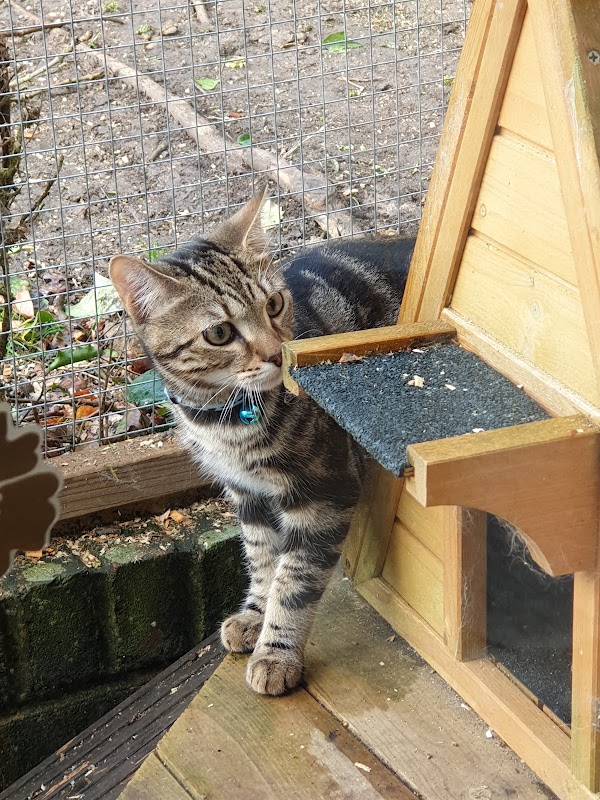 Westcott Cattery photo 3
