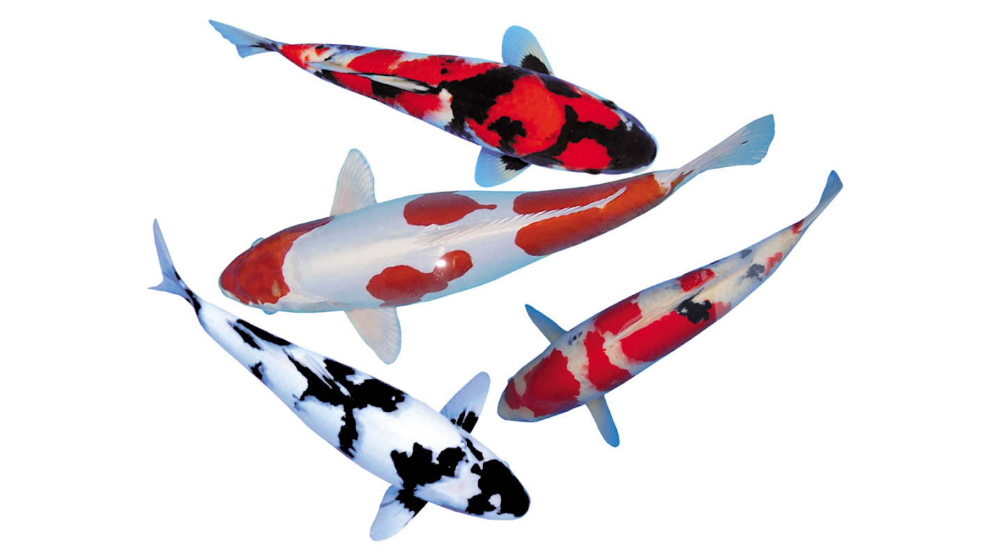Koi Water Garden Ltd photo 1
