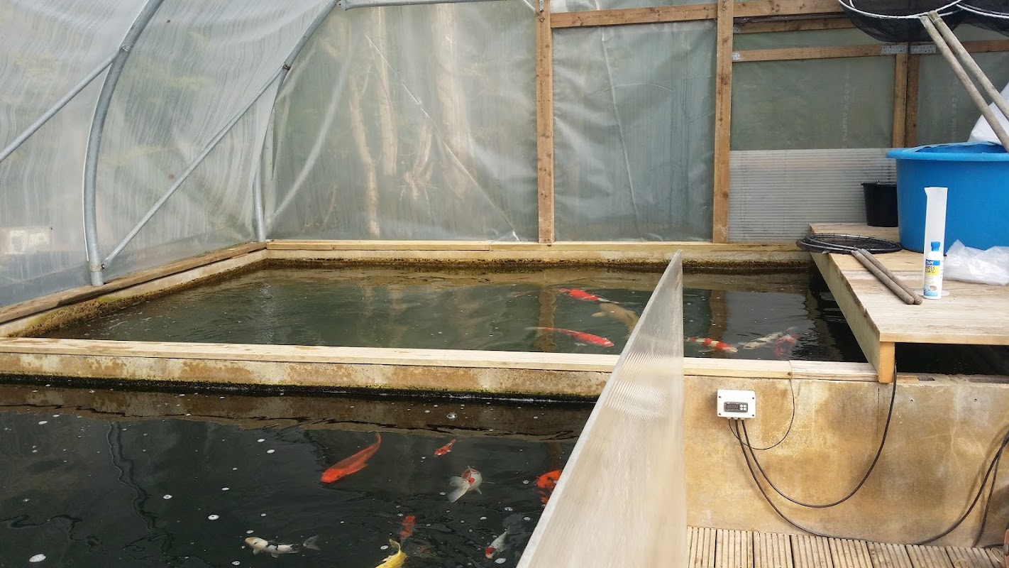 Koi Water Garden Ltd photo 2