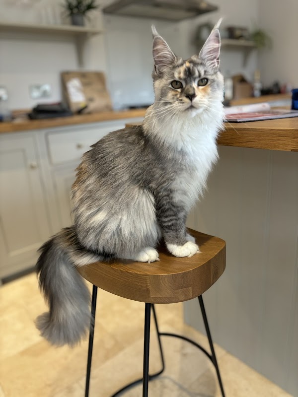 Mighty Kitty Maine Coons