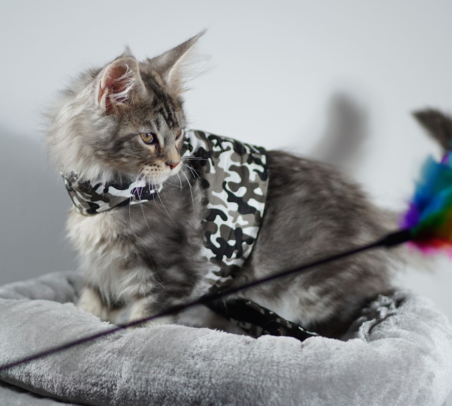 Mighty Kitty Maine Coons photo 3