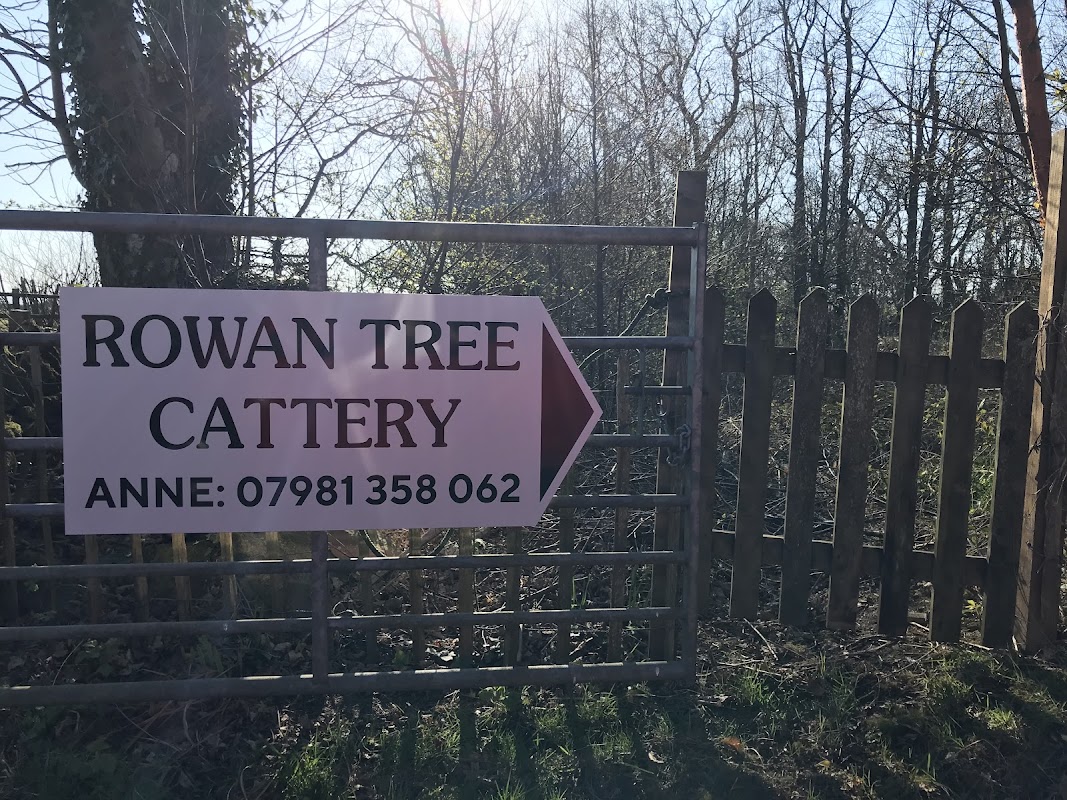 Rowan Tree Cattery photo 3