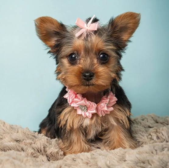 Yorkshire Terrier Puppies