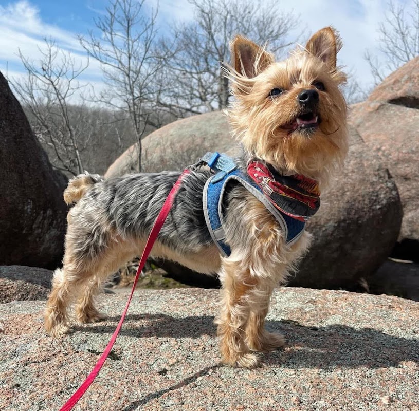 Yorkshire Terrier Puppies photo 3