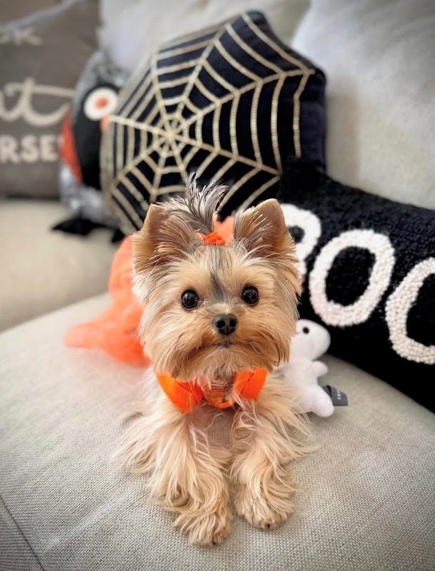 Yorkshire Terrier Puppies photo 2