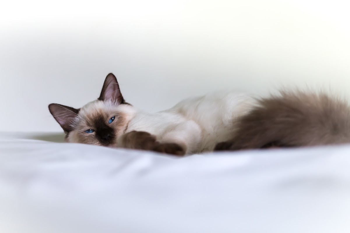 Ragtopia Ragdolls