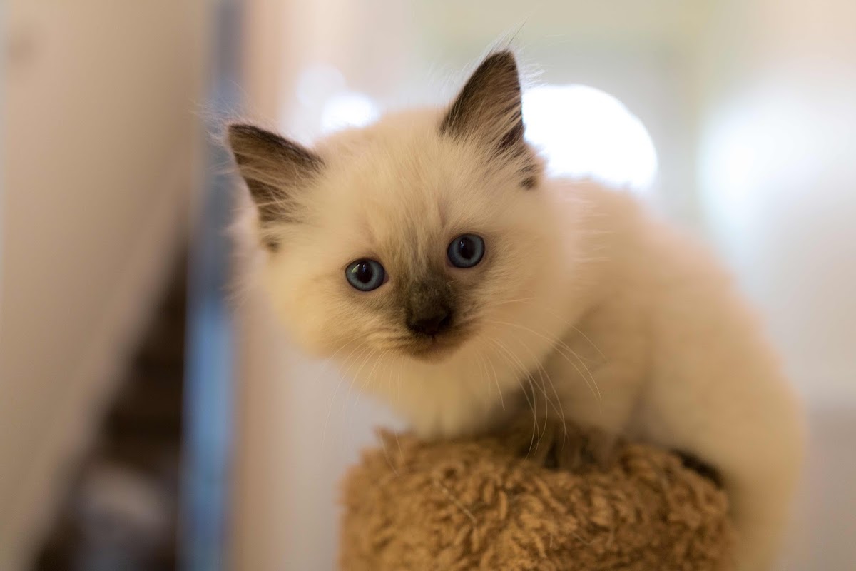 Ragtopia Ragdolls photo 1