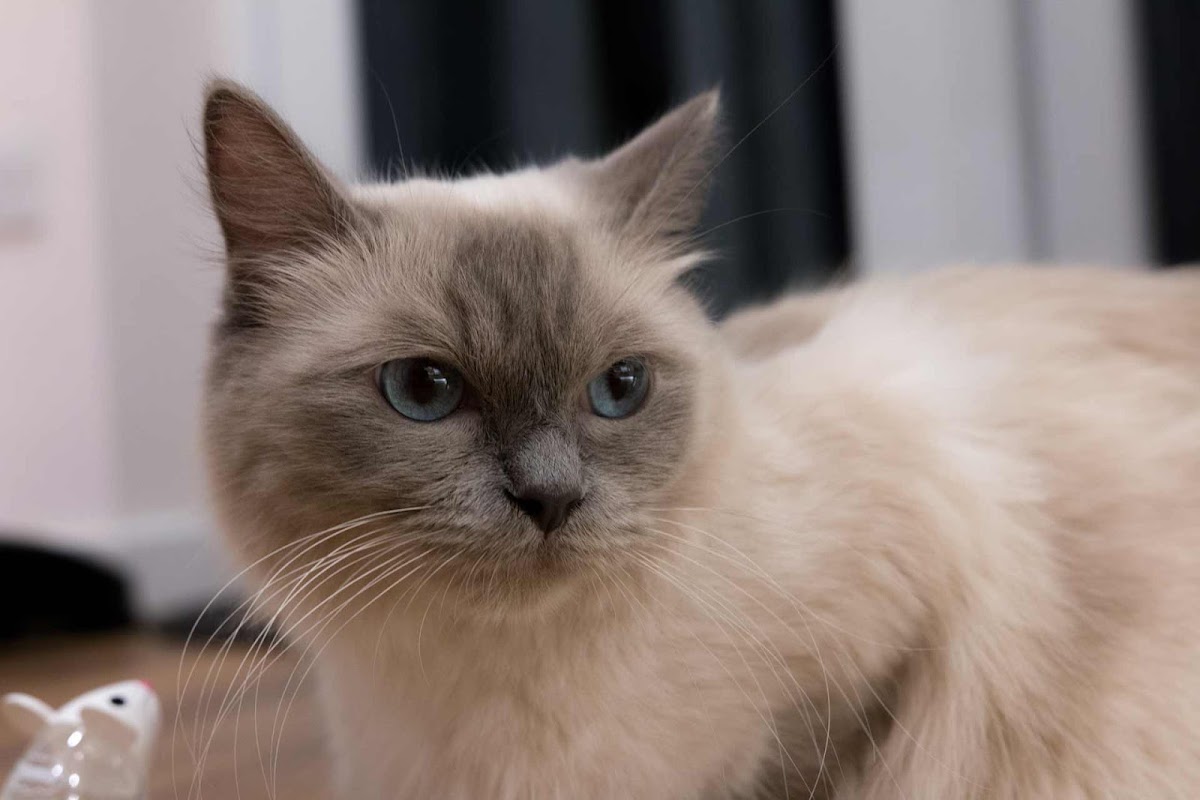 Ragtopia Ragdolls photo 2