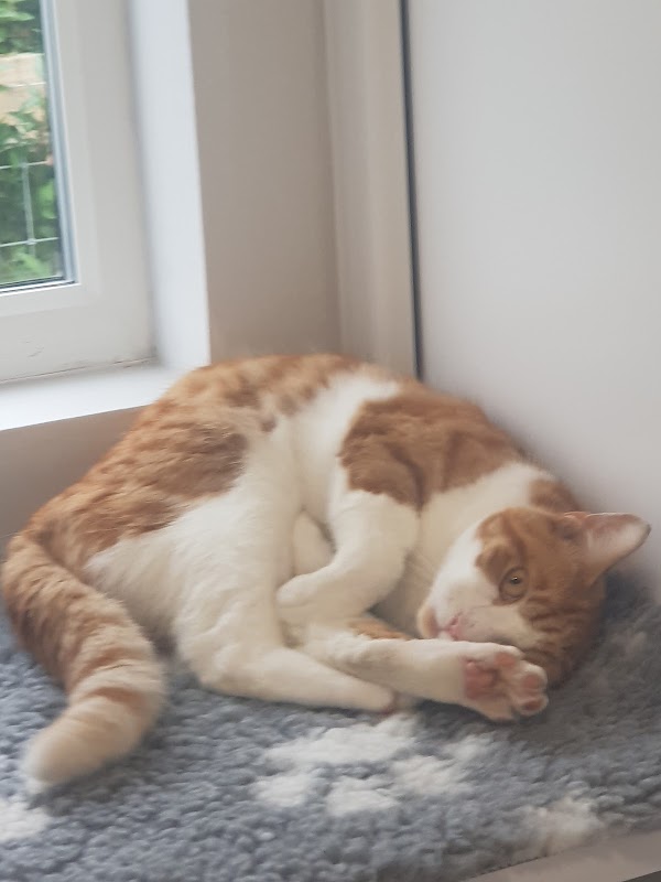 ALT COTTAGE LUXURY CATTERY photo 1